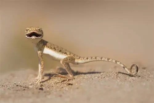 Toad-Headed Agama: Info & Care Guide for Beginners