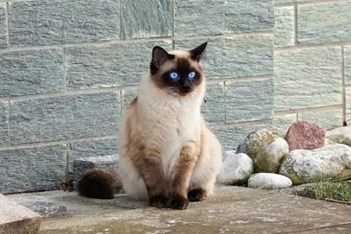 Heeft elke Siamese kat blauwe ogen? Door dierenartsen goedgekeurde feiten & Veelgestelde vragen