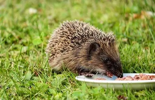 Hedgehogs puas noj Guinea npua noj? Facts & FAQ