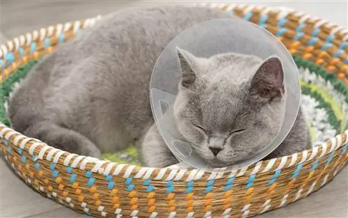 Kako preprečiti, da vaša mačka po operaciji skoči: 10 načinov, kako poskusiti