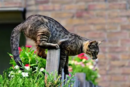 Kuinka pitää kissat poissa puutarhastasi: 10 yksinkertaista tapaa