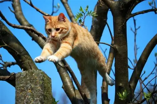 Con mèo có thể nhảy cao bao nhiêu? Trung bình & Cao nhất