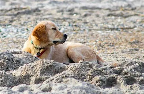 Ovatko koirat sallittuja Wrightsville Beachillä? 2023 ohje