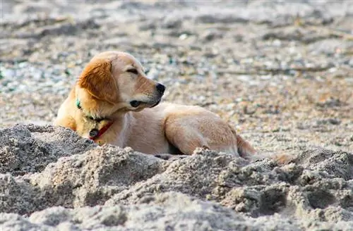 Er hunde tilladt på Wrightsville Beach? Vejledning 2023