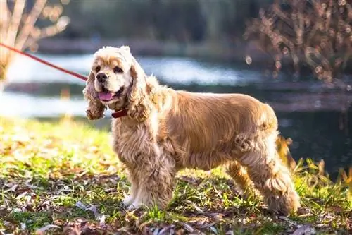 Amerikanischer Cocker Spaniel (Englischer Toy Spaniel & Spring Spaniel Mix): Bilder, Infos & Pflege