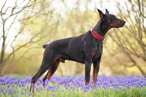 180 Doberman nevek: Menő, kemény & Egyedi ötletek