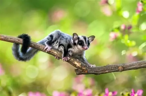 Apakah Sugar Glider Menjadi Hewan Peliharaan yang Baik? Fakta & Tips Perawatan