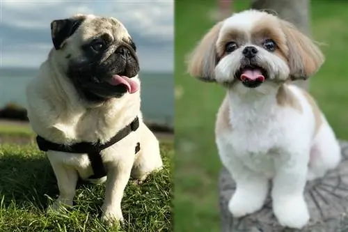 Pug-Zu (Pug & Shih Tzu Mix) Rasa de câini: informații, poze, îngrijire & Mai multe