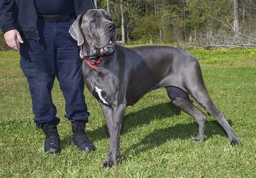 Este un mare danez un câine bun de familie? (Breed Facts & Caracteristici)