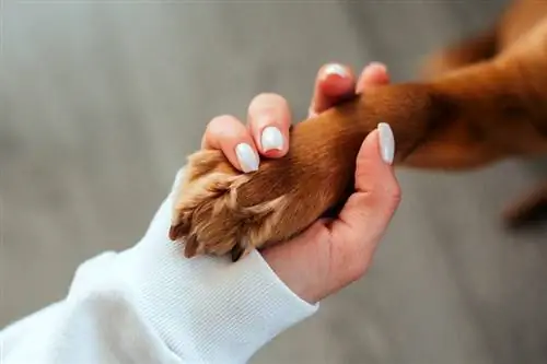 8 Problemi comuni alla zampa del cane & Cosa fare (risposta del veterinario)