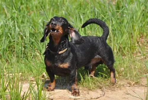 Cómo entrenar a un perro salchicha para que no ladre (9 consejos efectivos)