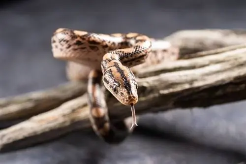 Berapa Kos Boa Constrictor? (Panduan Harga 2023)