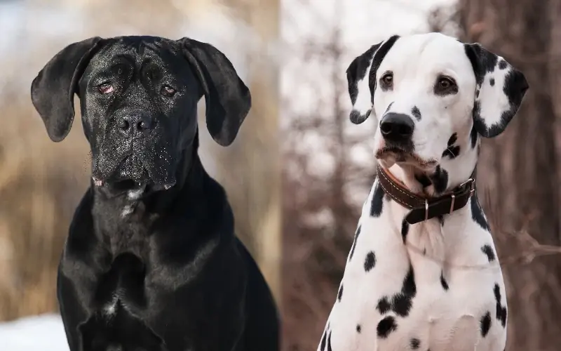 Mezcla de Cane Corso Dálmata: guía, imágenes, cuidado & Más