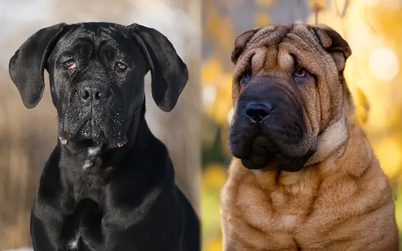 Cane Corso Shar Pei Mix: Anleitung, Bilder, Pflege und mehr