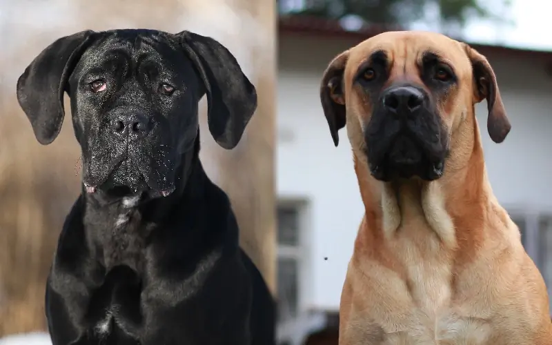 Cane Corso Boerboel Mix: คู่มือ, รูปภาพ, การดูแล & เพิ่มเติม