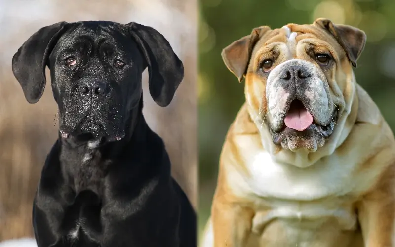 Cane Corso English Bulldog Mix: Guide, Pictures, Care & เพิ่มเติม