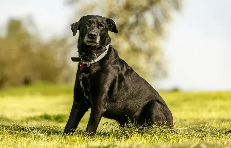 Labrador Corso (Cane Corso & Lab Mix): gids, afbeeldingen, verzorging & Meer