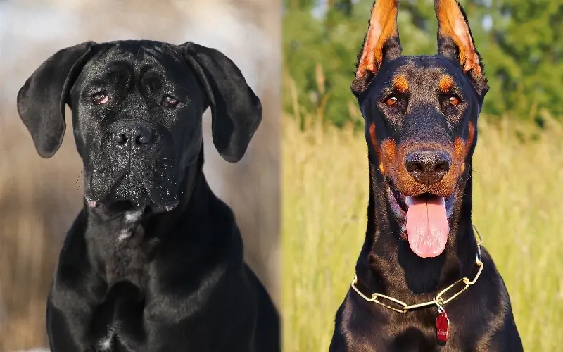 Cane Corso Doberman Mix: Guide, Pictures, Care & Mer