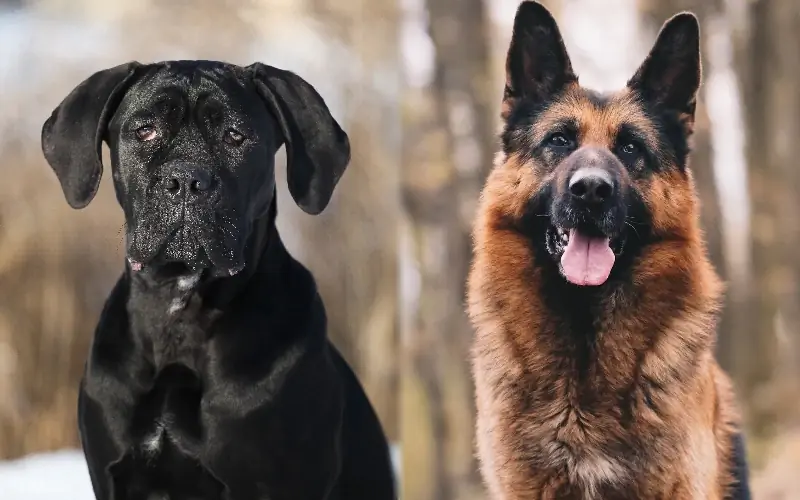 Tysk Corso (Cane Corso & Schæferhund Mix): Vejledning, billeder, pleje & Mere