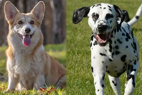 Corgi-Dalmatinec (Dalmation & Corgi Mix): vodnik, slike, informacije, nega & Več