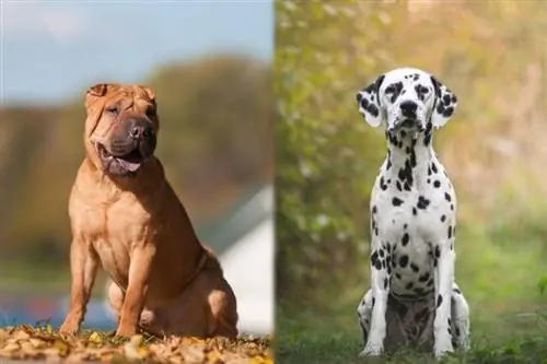 Sharmatian (Shar-Pei & Dalmatian aralashmasi): Ma'lumot, rasmlar, g'amxo'rlik & Batafsil