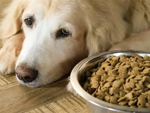 Pemakanan untuk Anjing dengan Penyakit Buah Pinggang