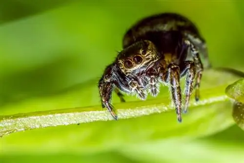 8 tipos de arañas s altadoras que puedes tener como mascotas (con imágenes)