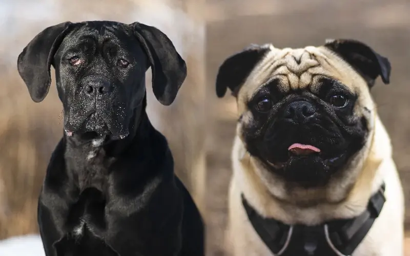 Cane Corso Pug Mix: гарын авлага, зураг, арчилгаа & Дэлгэрэнгүй