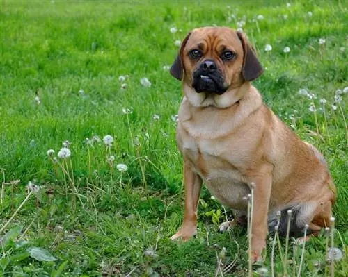 Puggle (Pug & Beagle Mix) Dog Breed: Pictures, Info, & Traits