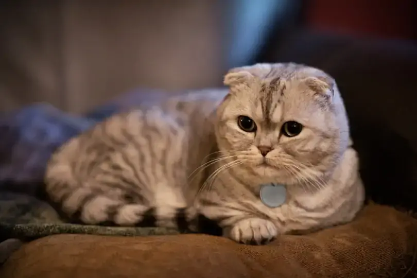 Scottish Fold Munchkin Cat: imatges, guia de cura, temperament & Trets