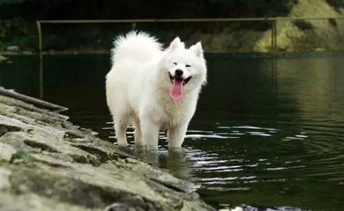 10 belih pasem psov: veliki, majhni & Puhasti (s slikami)