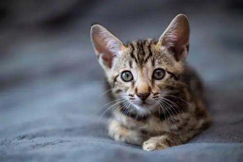 F4 Savannah Cat: Fakta, původ & Historie (s obrázky)