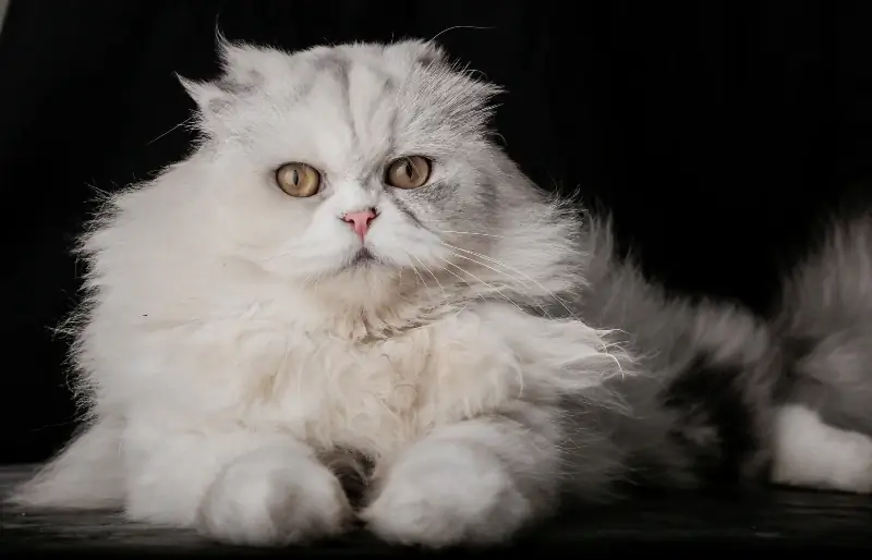 Mèo Xoắn Ba Tư: Hình ảnh, Hướng dẫn Chăm sóc, Tính khí & Đặc điểm