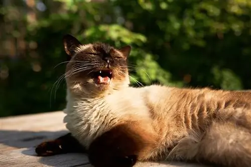 Proč mají kočky tak rády slunce? 8 možných důvodů