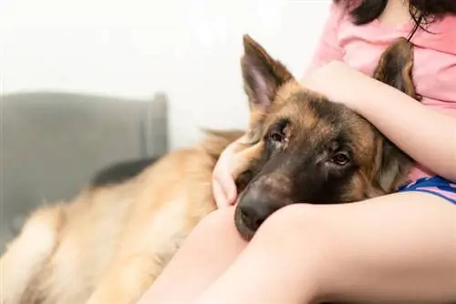Hvordan roe en engstelig hund: 6 veterinæranbef alte trinn