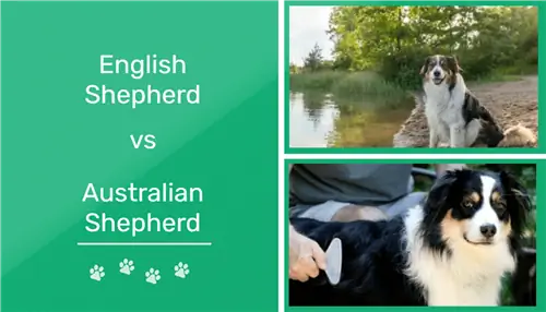 Owczarek angielski a owczarek australijski: różnice (ze zdjęciami)