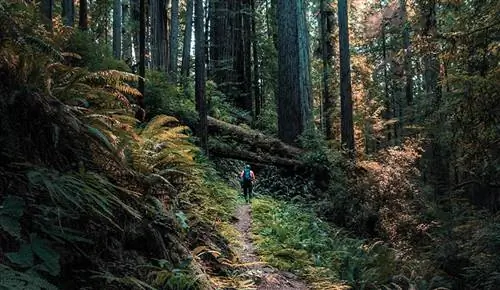 I cani sono ammessi nel Redwood National Park? (Aggiornato nel 2023)