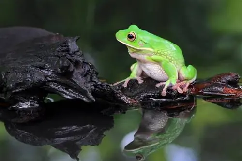 Koliko dugo žabe kućne ljubimce mogu izdržati bez hrane & Vode? Veterinarska recenzirana činjenica & FAQ