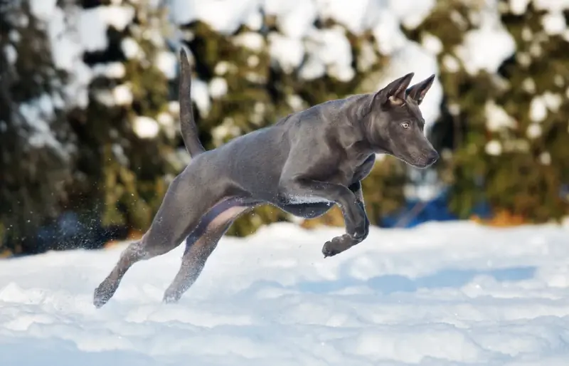 3 erityyppistä ridgeback-koiria (kuvien kera)