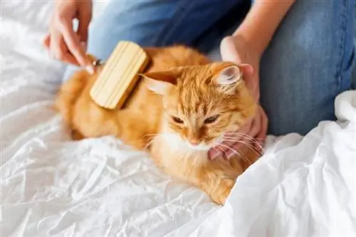 Ginger Cat Appreciation Day 2023: wanneer het is & Hoe te vieren