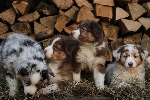 Hari Anak Anjing Kebangsaan 2023: Apakah & Bilakah Ia?