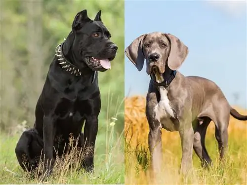 Italian Daniff (Cane Corso Great Dane Mix): przewodnik, zdjęcia, pielęgnacja & Więcej