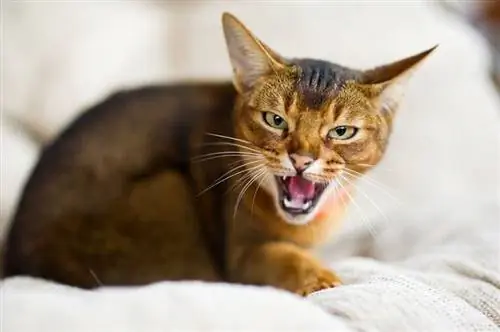 Uobičajene stvari koje izazivaju stres kod mačaka – veterinar pregledao znakove na koje treba obratiti pozornost