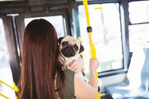 Pinapayagan ba ang mga Aso sa mga Greyhound Bus? (Na-update noong 2023)