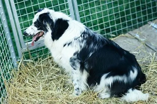 Akú veľkosť prepravky potrebuje border kólia? Fakty a často kladené otázky