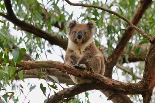 Dělají koaly skvělí mazlíčci? Zákonnost, etika & Časté dotazy