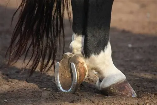 Как часто лошадям нужны новые подковы? Одобренные ветеринаром факты & Часто задаваемые вопросы