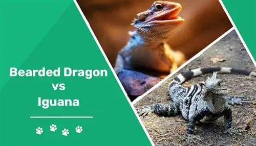 Dragoi me mjekër kundër Iguana: Dallimet kryesore (me figura)