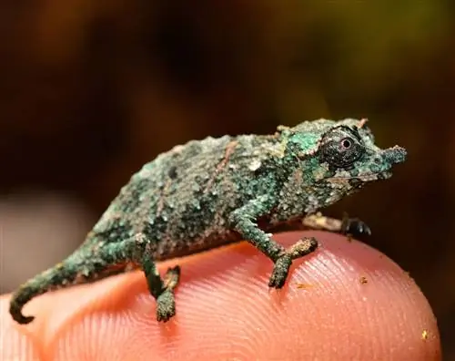 Pygmy Chameleon. Խնամքի թերթիկ, կյանքի տևողությունը և ավելին (նկարներով)