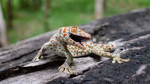 Tokay Gecko: Daim Ntawv Kho Mob, Lifespan, thiab Ntau (nrog duab)